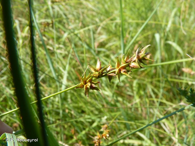 Carex spicata Huds., 1762 © P. Rouveyrol
