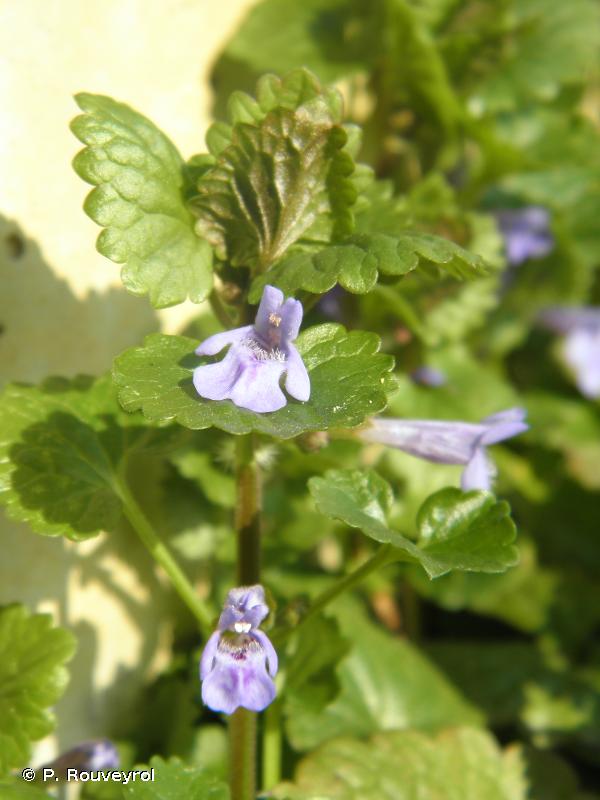 Glechoma hederacea L., 1753 © P. Rouveyrol