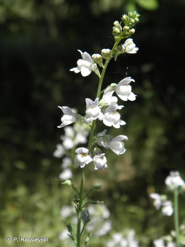 Linaria repens (L.) Mill., 1768 © P. Rouveyrol