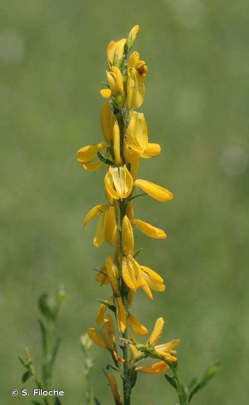 Image of Genista tinctoria - Dyer's Greenweed: http://taxref.mnhn.fr/lod/taxon/99828