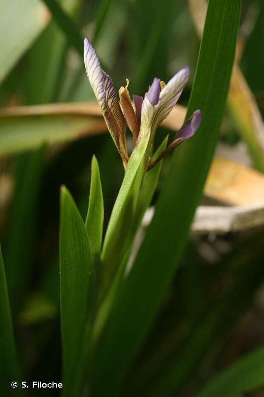 Image of Iris foetidissima - Stinking Iris: http://taxref.mnhn.fr/lod/taxon/103734
