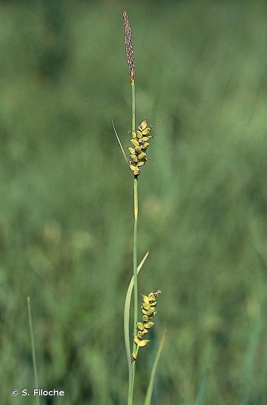 Carex panicea L., 1753 © S. Filoche
