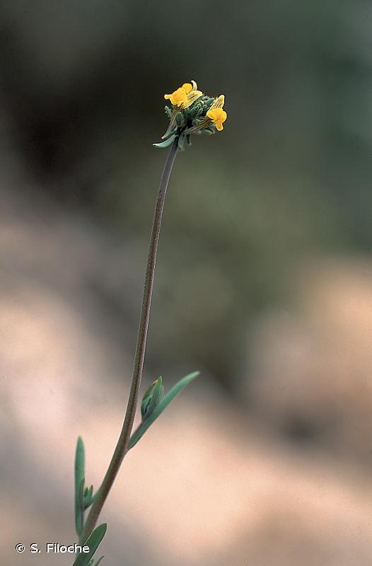 Linaria simplex (Willd.) DC., 1805 © S. Filoche