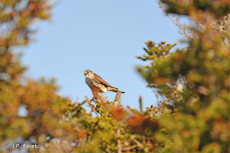 Rapaces diurnes Falconiformes Biodiv Occitanie OC Nat 