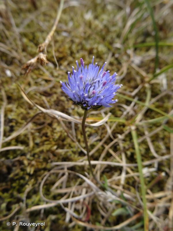 Jasione montana L., 1753 © P. Rouveyrol