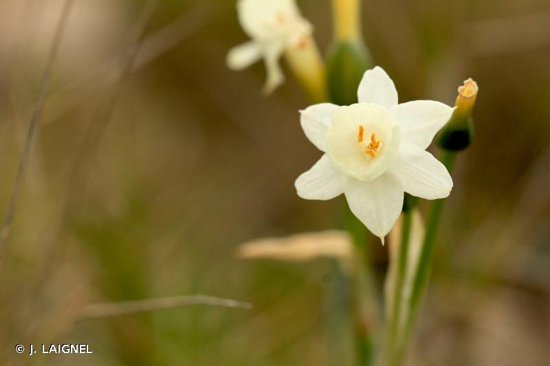 Image of Narcissus dubius - Narcisse douteux: http://taxref.mnhn.fr/lod/taxon/109252
