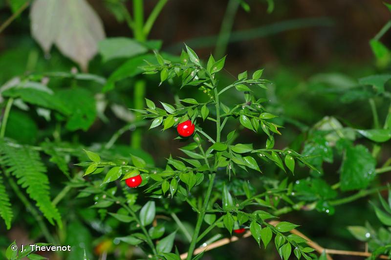 Image of Ruscus aculeatus - Butcher's-broom: http://taxref.mnhn.fr/lod/taxon/119698