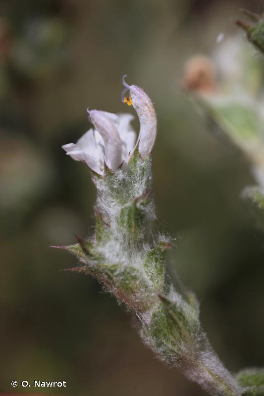 Sauge de Virginie - Salvia horminum