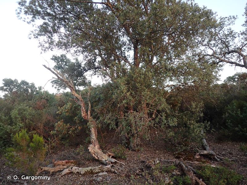 Image of Quercus suber - Cork Oak: http://taxref.mnhn.fr/lod/taxon/116774