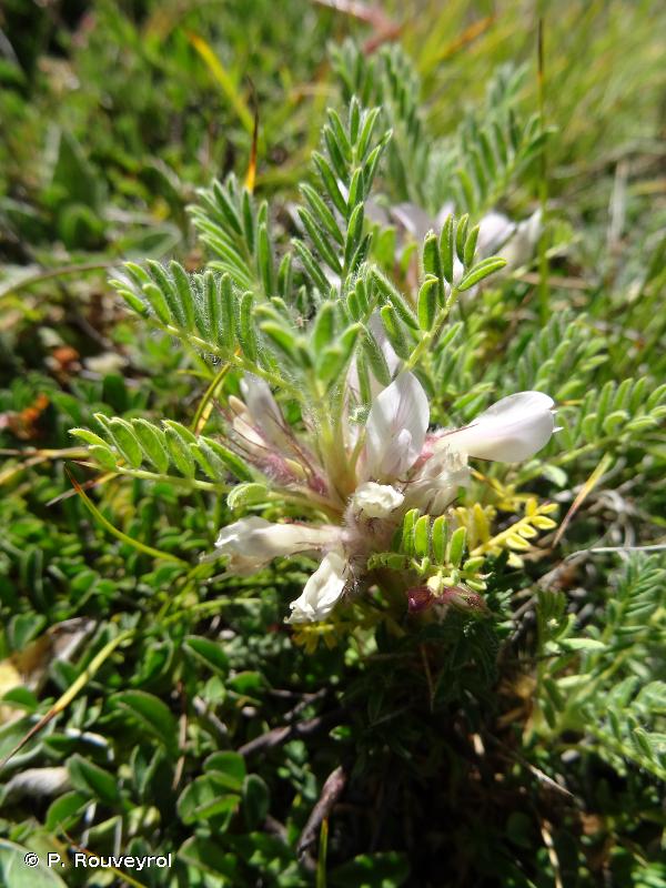 <i>Astragalus sempervirens</i> Lam., 1783 © P. Rouveyrol
