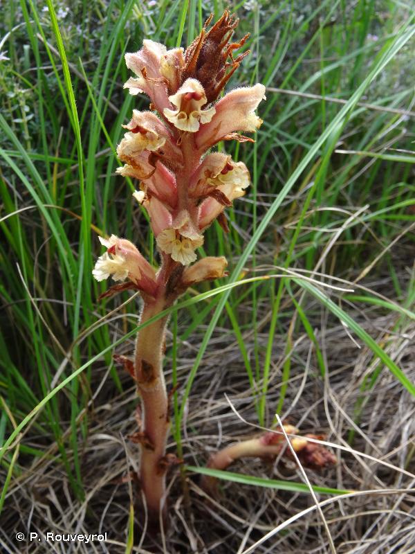 <i>Orobanche alba</i> Stephan ex Willd., 1800 © P. Rouveyrol