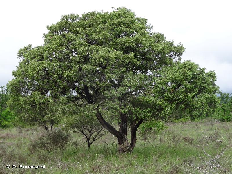 Image of Juniperus oxycedrus - Genévrier oxycèdre, Cèdre piquant: http://taxref.mnhn.fr/lod/taxon/104409