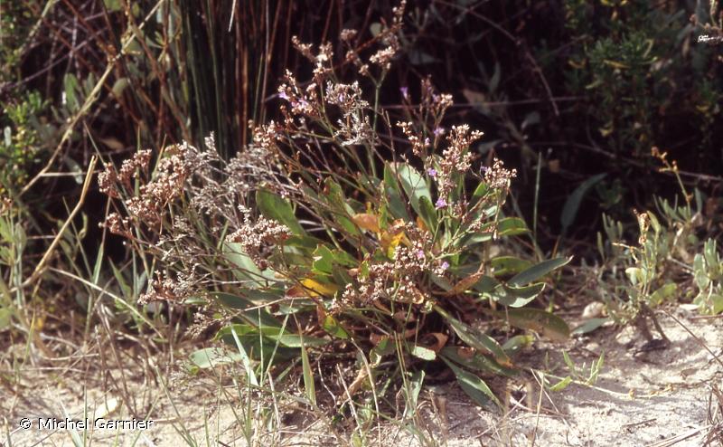 <i>Limonium auriculiursifolium</i> (Pourr.) Druce, 1928 © Michel Garnier