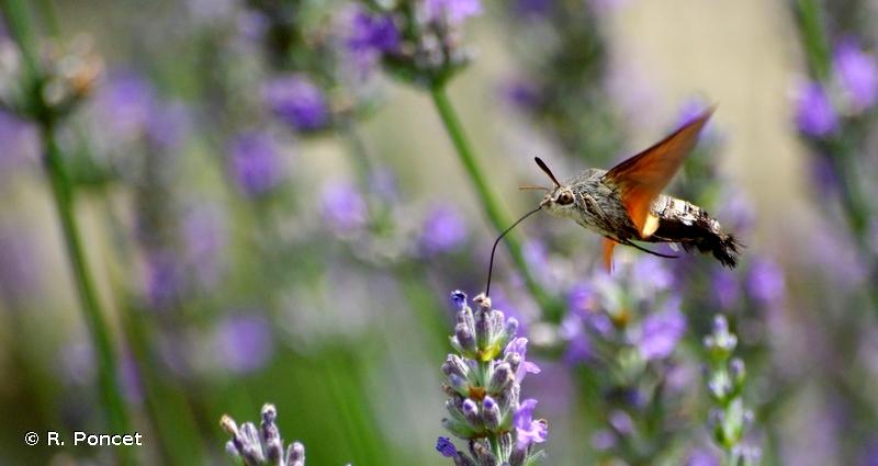 Moro-Sphinx (Le) - Macroglossum stellatarum