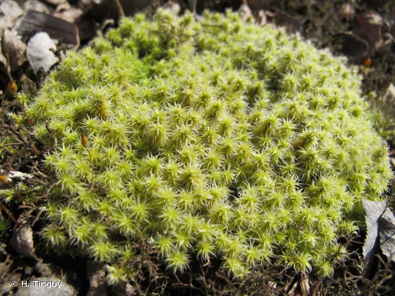 Racomitrium Moss ( Racomitrium canescens ) for Sale