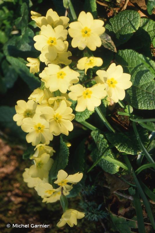 Image of Primula vulgaris - Primrose: http://taxref.mnhn.fr/lod/taxon/115925