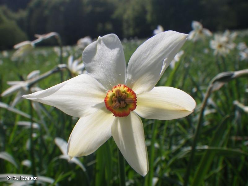 <i>Narcissus poeticus</i> L., 1753 © S. Dorez