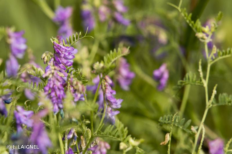 Image of Vicia cracca - Tufted Vetch: http://taxref.mnhn.fr/lod/taxon/129147