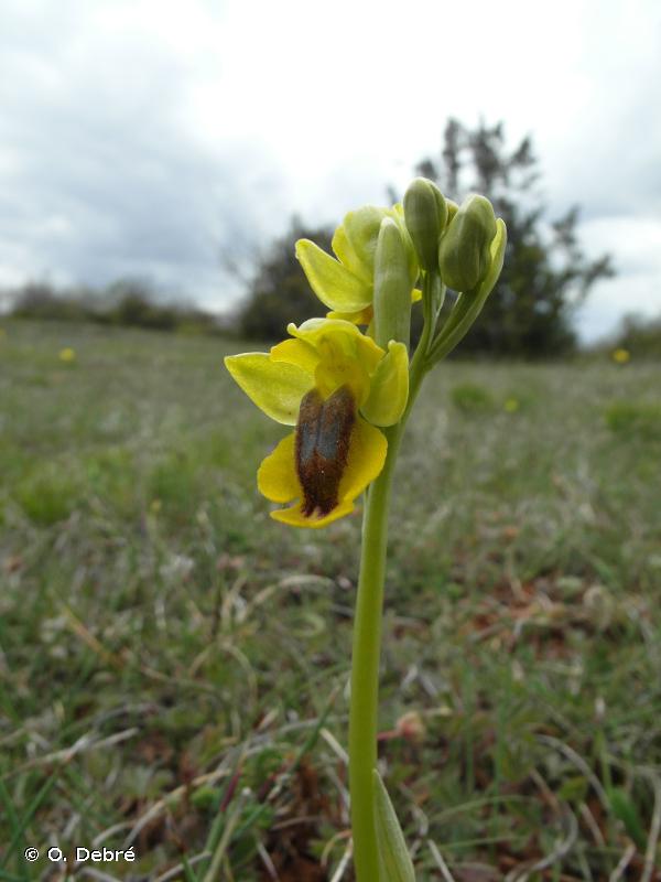 <i>Ophrys lutea </i>Cav., 1793 subsp.<i> lutea</i> © O. Debré