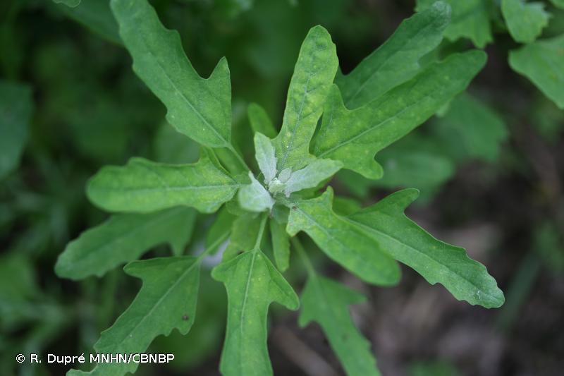 <i>Chenopodium ficifolium</i> Sm., 1800 © R. Dupré MNHN/CBNBP