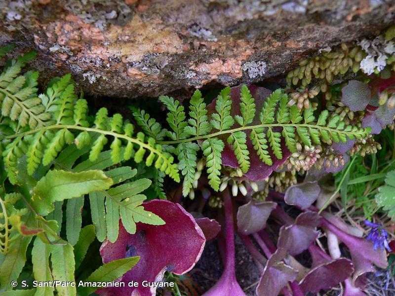 <i>Asplenium obovatum </i>subsp.<i> billotii</i> (F.W.Schultz) O.Bolòs, Vigo, Massales & Ninot, 1990 © S. Sant/Parc Amazonien de Guyane