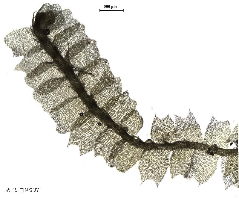 <i>Lophocolea heterophylla</i> (Schrad.) Dumort., 1835 © H. TINGUY