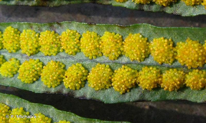 Image of Polypodium vulgare - Polypody: http://taxref.mnhn.fr/lod/taxon/115016