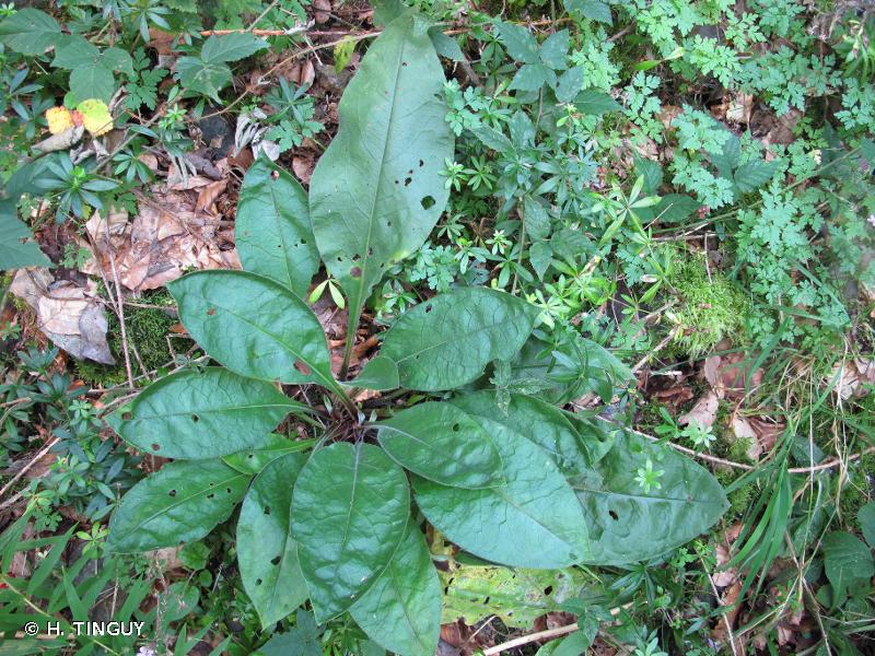 Image of Pulmonaria montana - Mountain Lungwort: http://taxref.mnhn.fr/lod/taxon/116419