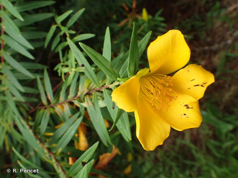 Hypericum lanceolatum Lam., 1797 - Millepertuis lancéolé, Fleur jaune,  Ambaville jaune, Bois de fleurs jaunes, Bois fleurs jaunes, Fleurs jaunes -Présentation