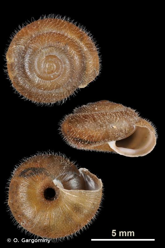 <i>Trochulus hispidus</i> (Linnaeus, 1758) © O. Gargominy