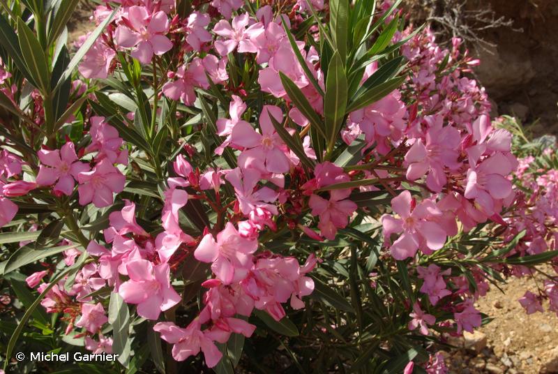 NERIUM oleander ROSE (Laurier rose)