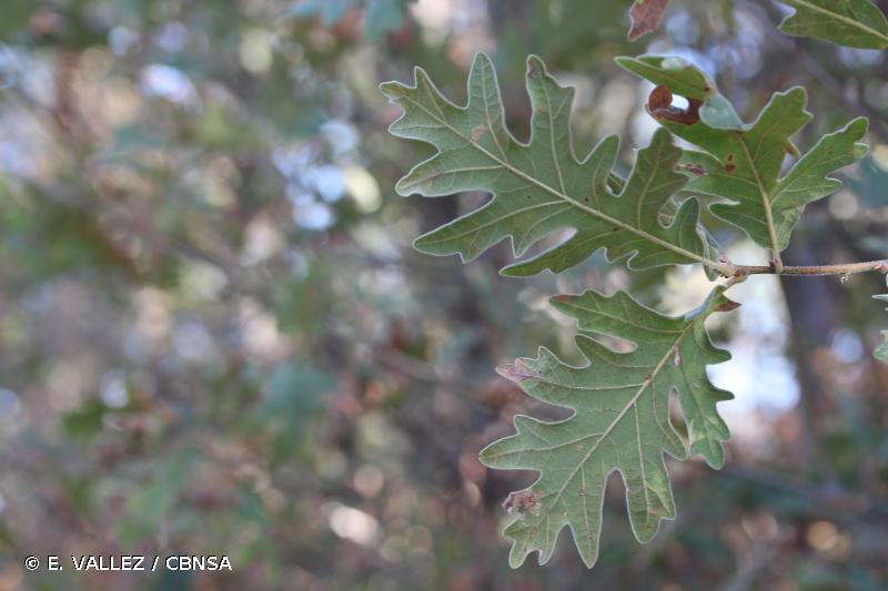 <i>Quercus pyrenaica</i> Willd., 1805 © E. VALLEZ / CBNSA