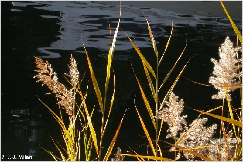 Image of Phragmites australis - Common Reed: http://taxref.mnhn.fr/lod/taxon/113260