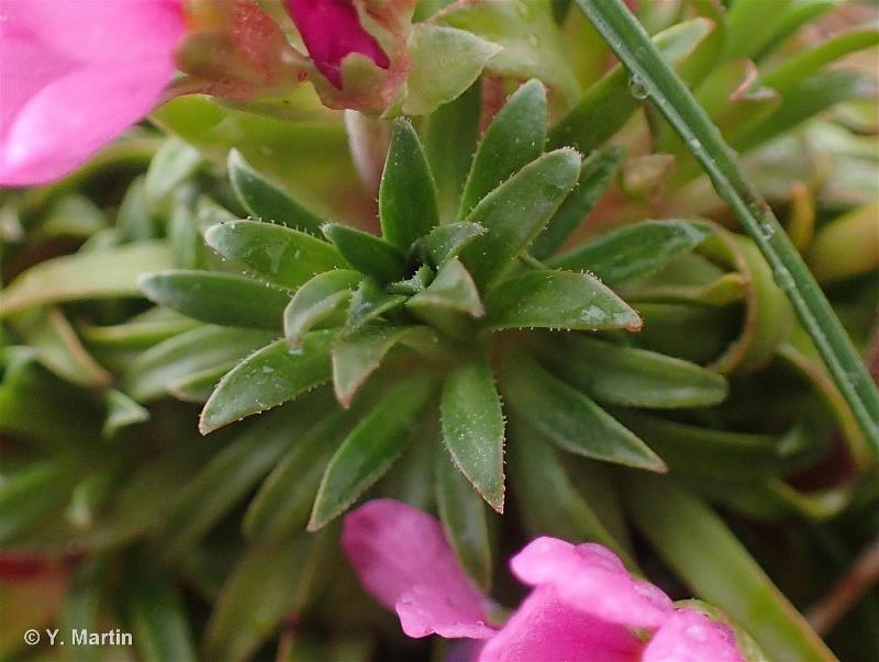 Kokedama Rosa eterna Wood - La Plantisserie