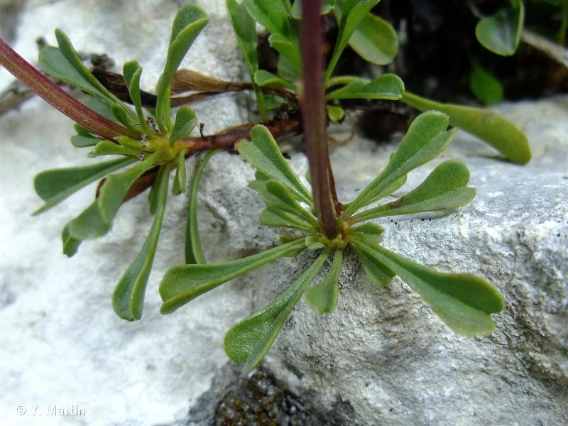 Image of Globularia cordifolia - Globulaire à feuilles en cœur, Globulaire à feuilles cordées, Veuve-céleste: http://taxref.mnhn.fr/lod/taxon/100340