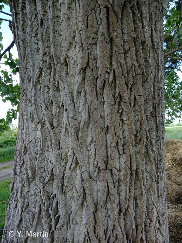 Image of Populus nigra - Black-poplar: http://taxref.mnhn.fr/lod/taxon/115145