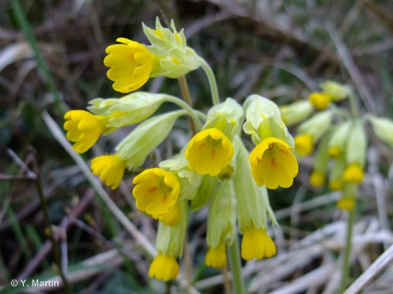 Image of Primula veris - Cowslip: http://taxref.mnhn.fr/lod/taxon/115918