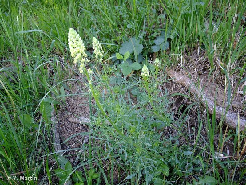 <i>Reseda lutea </i>L., 1753 subsp.<i> lutea</i> © 