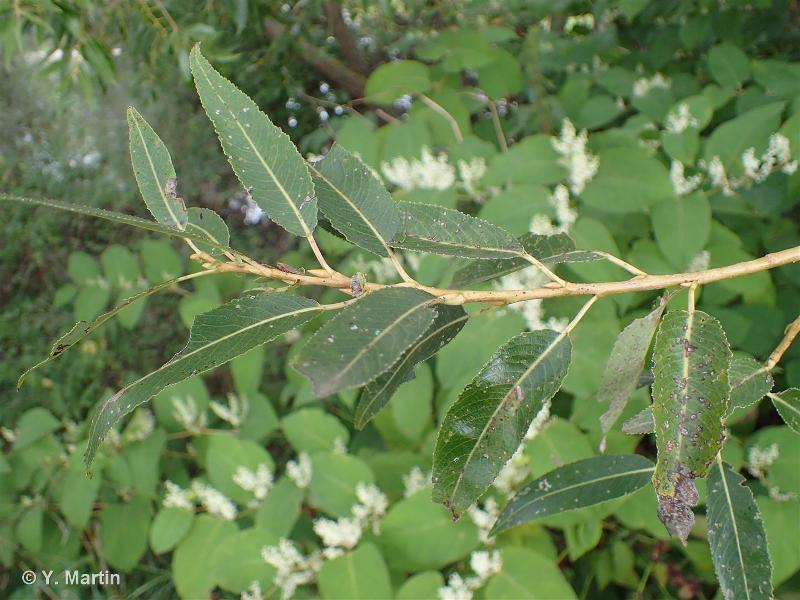 Salix fragilis L., 1753 © 