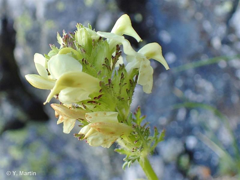 <i>Pedicularis tuberosa</i> L., 1753 © 