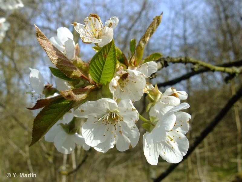 Image of Prunus avium - Wild Cherry: http://taxref.mnhn.fr/lod/taxon/116043