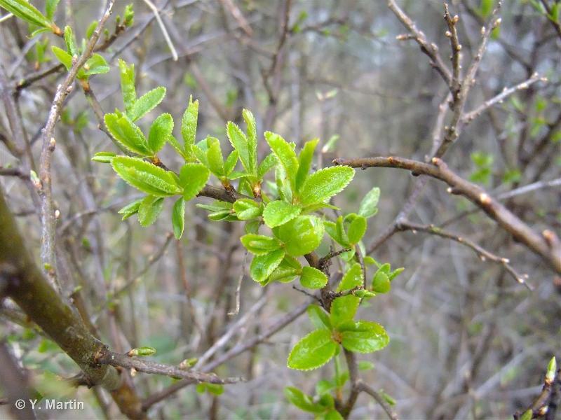 Image of Prunus spinosa - Blackthorn: http://taxref.mnhn.fr/lod/taxon/116142