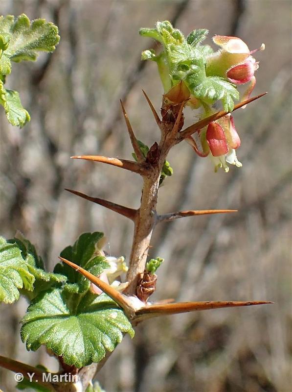 Image of Ribes uva-crispa - Gooseberry: http://taxref.mnhn.fr/lod/taxon/117787