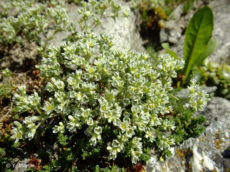 <i>Scleranthus perennis </i>L., 1753 subsp.<i> perennis</i> © 