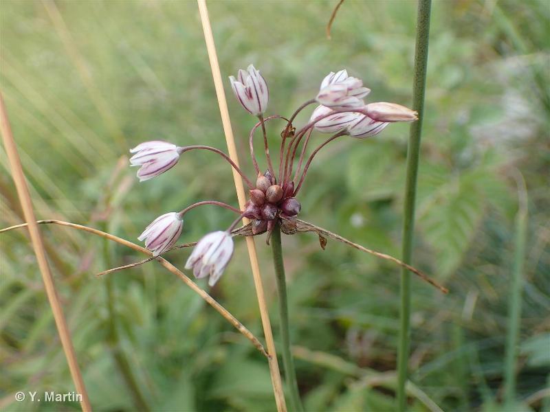 Allium oleraceum L., 1753 © 
