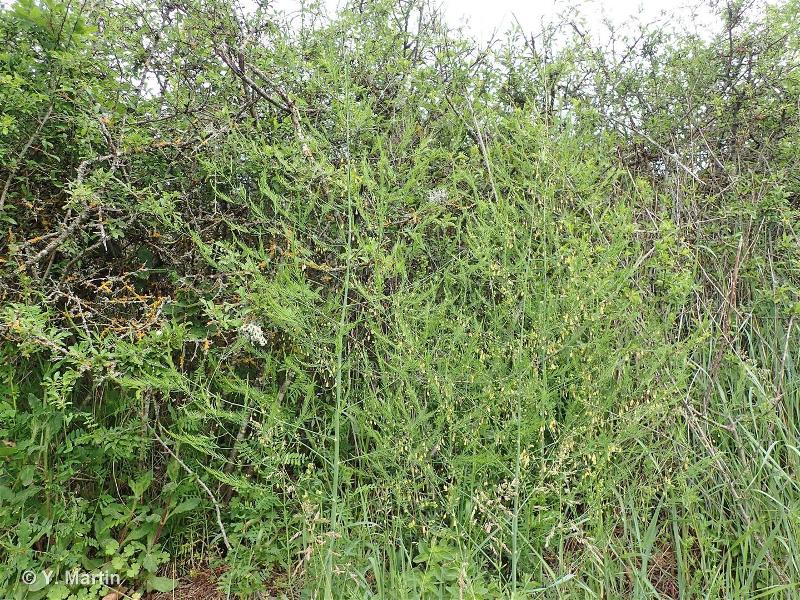 <i>Asparagus officinalis </i>L., 1753 subsp.<i> officinalis</i> © 