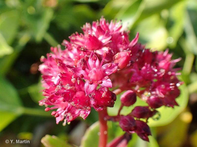 Image of Hylotelephium telephium - Orpine: http://taxref.mnhn.fr/lod/taxon/103162