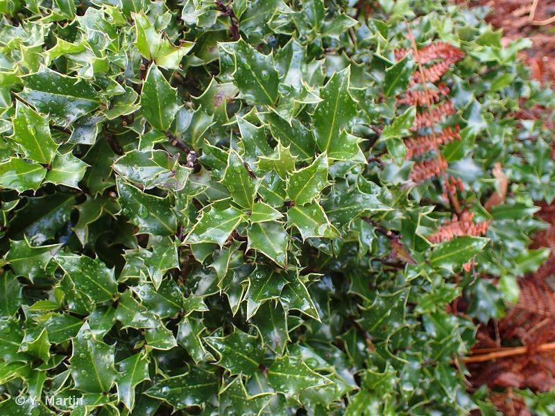 Image of Ilex aquifolium - Holly: http://taxref.mnhn.fr/lod/taxon/103514
