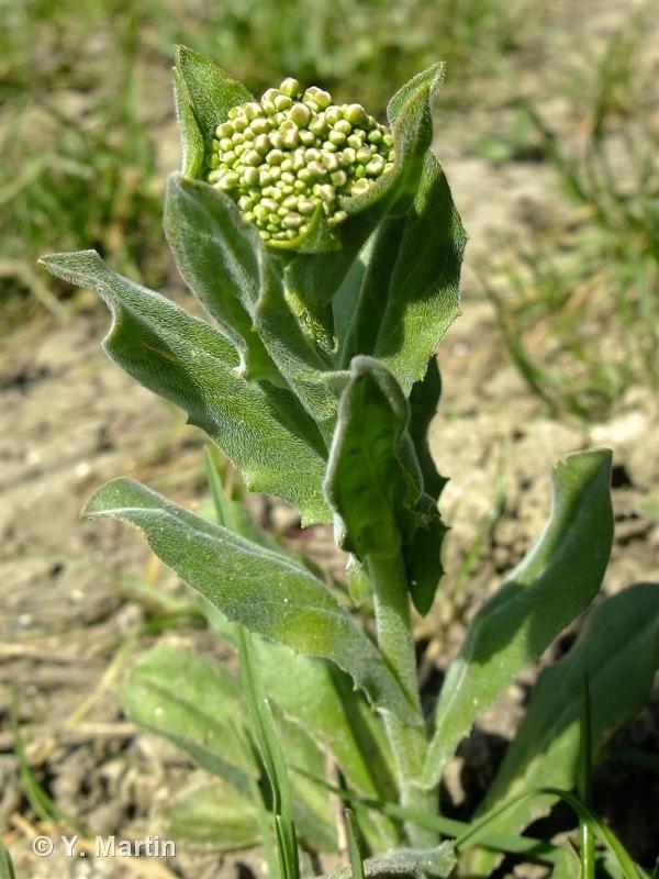 Image of Lepidium draba - Hoary Cress: http://taxref.mnhn.fr/lod/taxon/105621