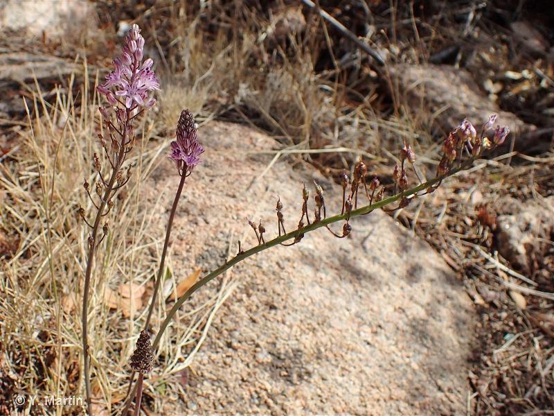 Image of Prospero autumnale - Autumn Squill: http://taxref.mnhn.fr/lod/taxon/115975